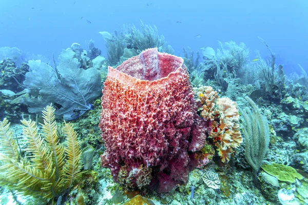 Korallengarten in der Karibik — Stockfoto