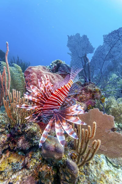 Coral garden in Caribbean — Stock Photo, Image