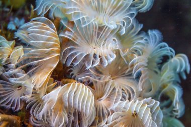 ispira brunnea, social feather duster