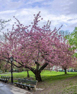 Central Park, New York City bahar