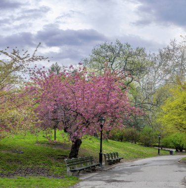Central Park, New York City bahar