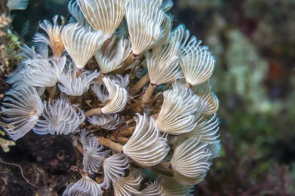 Ispira brunnea, social feather duster — Stok fotoğraf