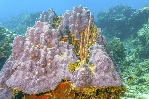 Κοραλλιογενής ύφαλος στην ακτή του Ροατάν — Φωτογραφία Αρχείου
