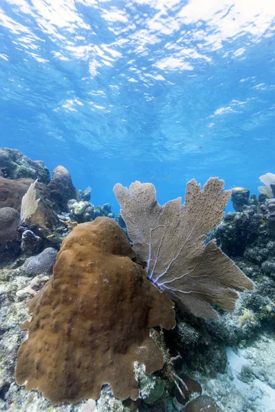 Korálový útes u pobřeží Roatan — Stock fotografie