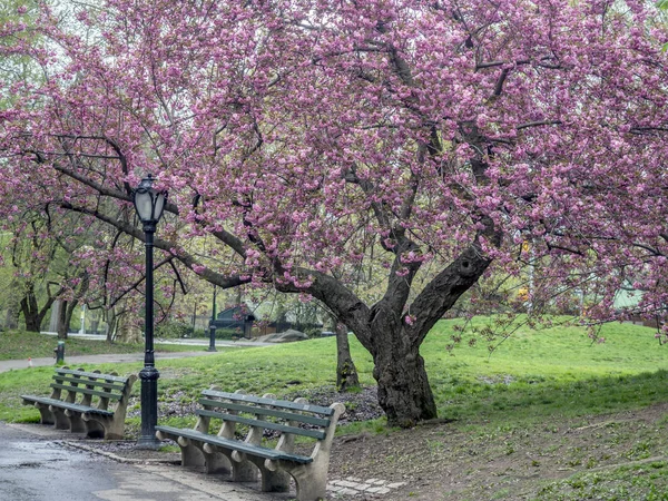 Central Park, New York au printemps — Photo