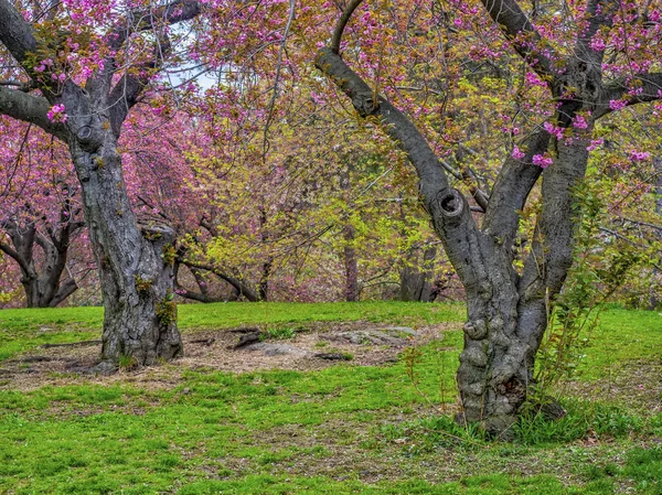 Central Park v New Yorku na jaře — Stock fotografie