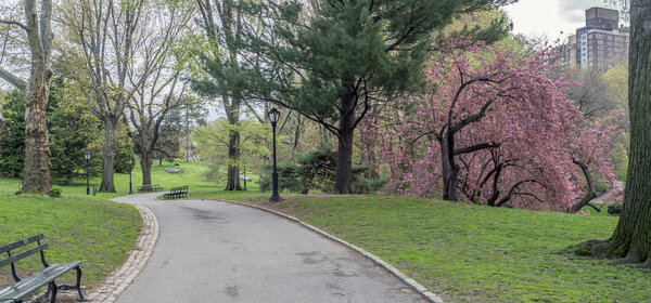 Central Park, Manhattan, New York City in spring with Japanese cherry trees in bloom