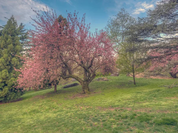 Central Park, New York City in spring — Stock Photo, Image