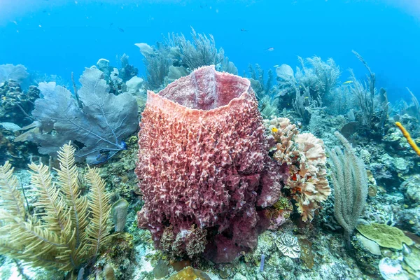 Barriera corallina con spugna a botte — Foto Stock