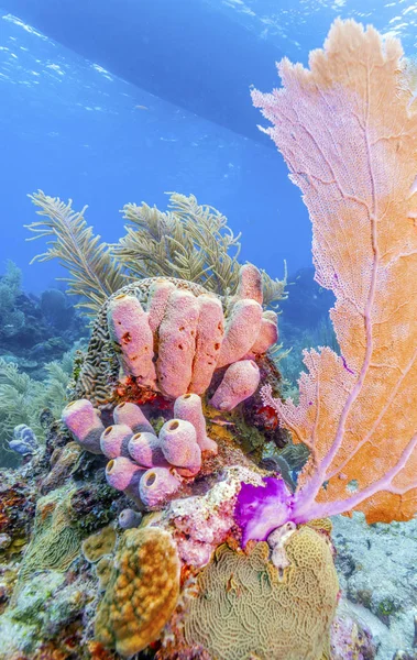 Coral reef — Stock Photo, Image