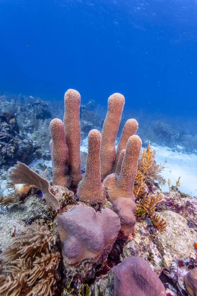 Korálové útesy na pobřeží ostrova Roatan — Stock fotografie