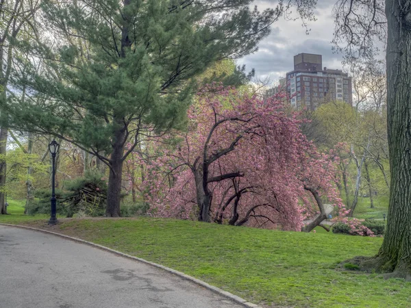 Central Park, Nueva York en primavera —  Fotos de Stock
