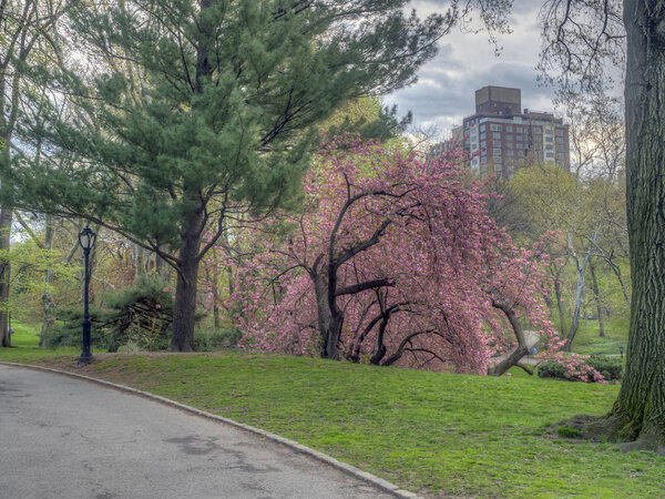 Central Park, Manhattan, New York City in spring with cherry trees