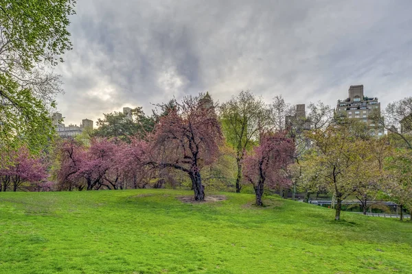 Central Park w Nowym Jorku na wiosnę — Zdjęcie stockowe