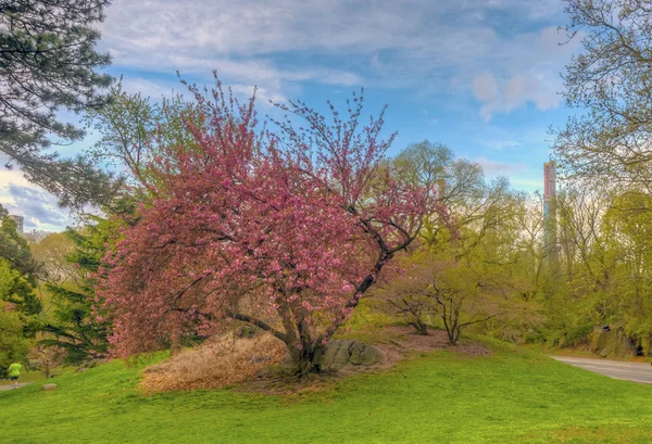 Central Park, New York City under våren — Stockfoto