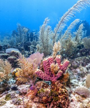 Roatan Honduras açıklarındaki mercan kayalıkları.