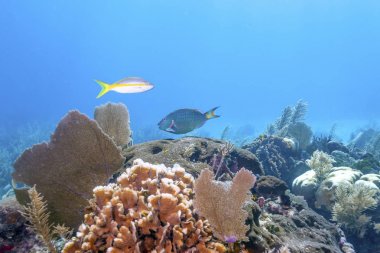 Roatan Honduras açıklarındaki mercan kayalıkları.
