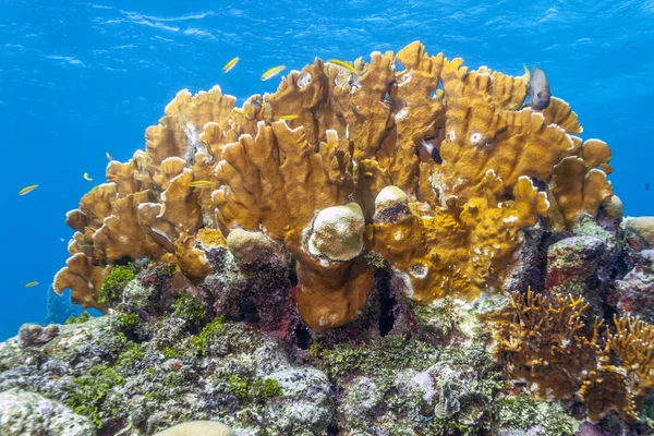 Korallrev utanför Roatan Honduras kust — Stockfoto