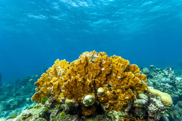 Récif corallien au large des côtes du Roatan Honduras — Photo