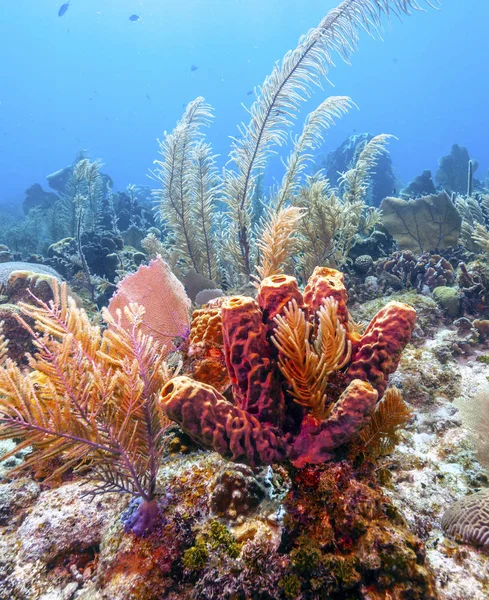 Arrecife de coral frente a la costa de Roatán Honduras — Foto de Stock