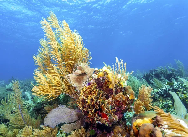 Arrecife de coral frente a la costa de Roatán Honduras — Foto de Stock