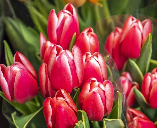 Floraison des tulipes au printemps — Photo