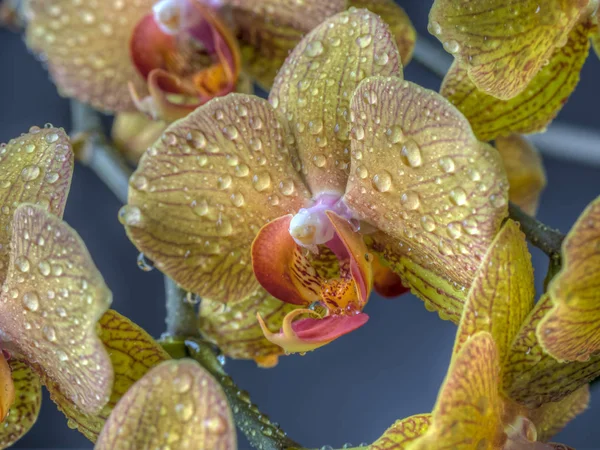 Dendrobium orchidea virág — Stock Fotó