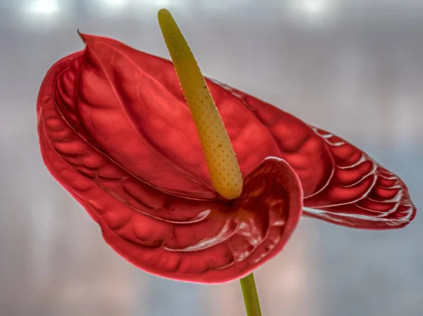 Single Flamingo flower — Stock Photo, Image