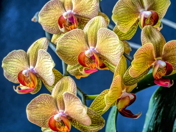 Dendrobiumorkideblomst – stockfoto