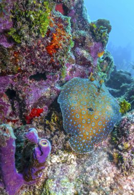Karayipler'de mercan Bahçe