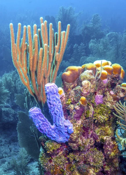 Coral garden Karaibach — Zdjęcie stockowe