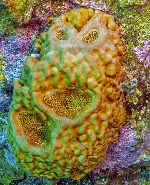 Coral garden in Caribbean — Stock Photo, Image