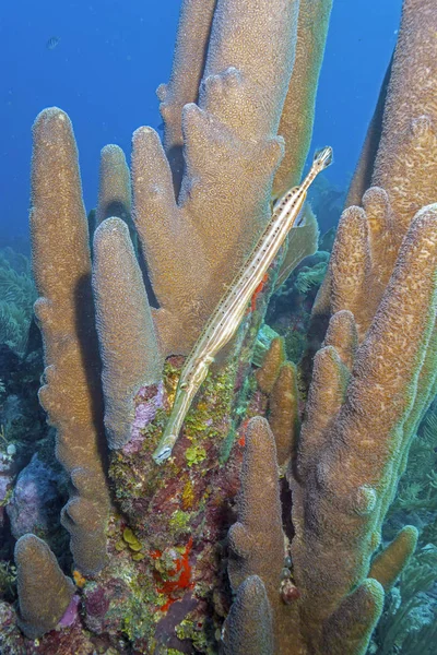 Jardín de coral en el Caribe — Foto de Stock