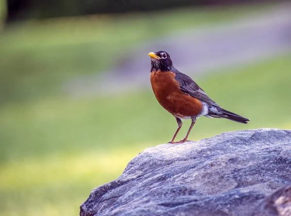 Robin americano, Turdus migratorius — Fotografia de Stock