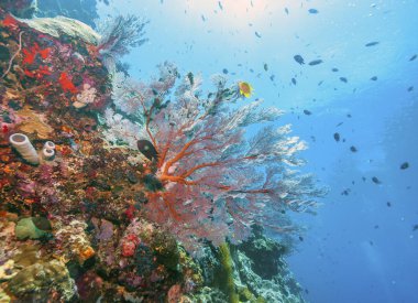 Coral reef Güney Pasifik