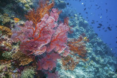 Coral reef Güney Pasifik