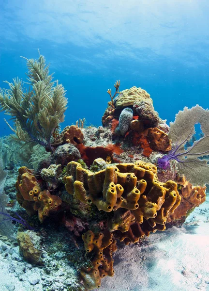 Karibischer Korallengarten — Stockfoto