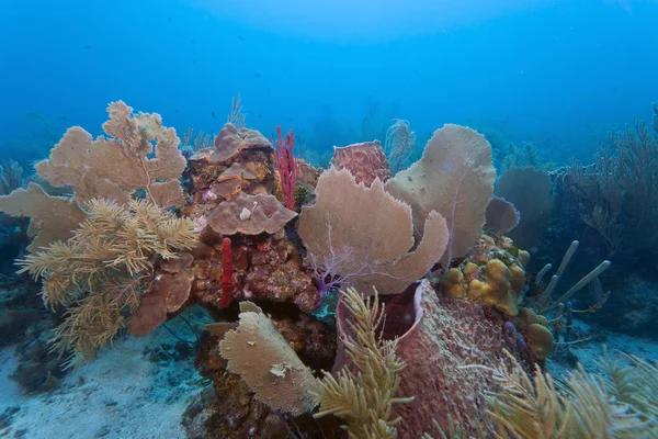 Карибский коралловый сад — стоковое фото