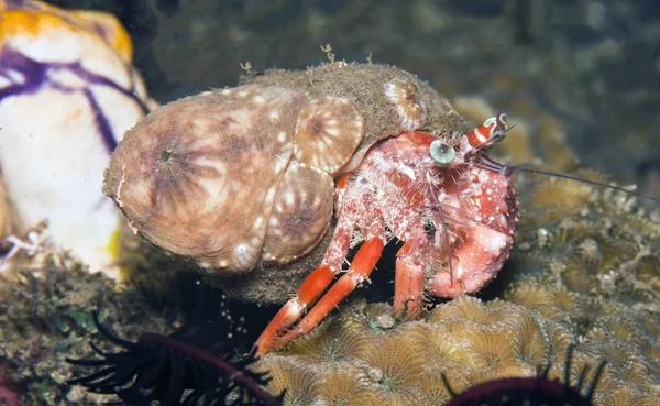 Coral reef południowego Pacyfiku — Zdjęcie stockowe