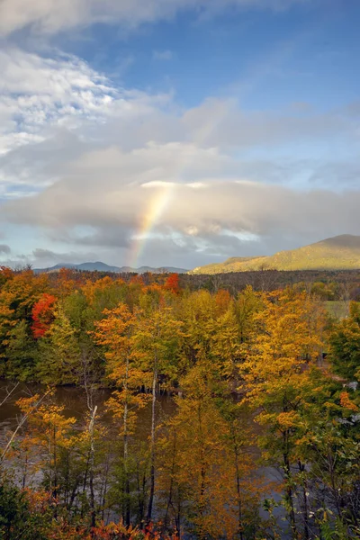 Foglie autunnali nella foresta — Foto Stock