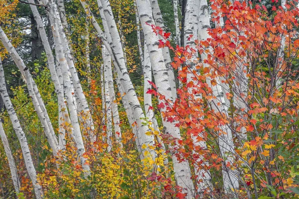 Hojas de otoño en el bosque — Foto de Stock