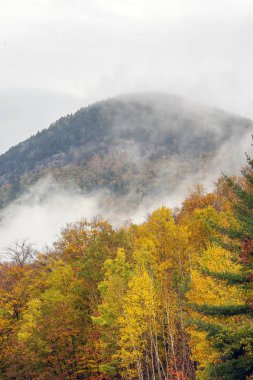 Ormanda sonbahar yaprakları