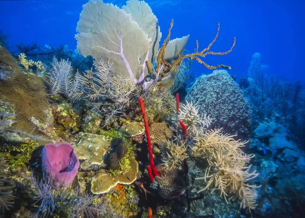 Jardín de coral del Caribe — Foto de Stock