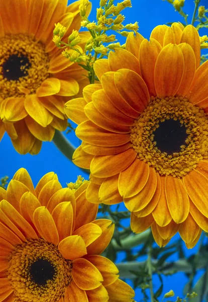 Barberton daisy in close up — Stock Photo, Image