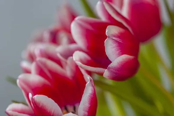 Vörös és fehér tulipán — Stock Fotó