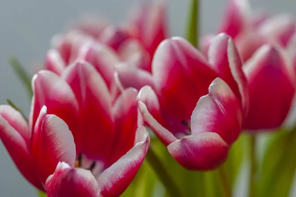 Červený a bílý tulipán — Stock fotografie