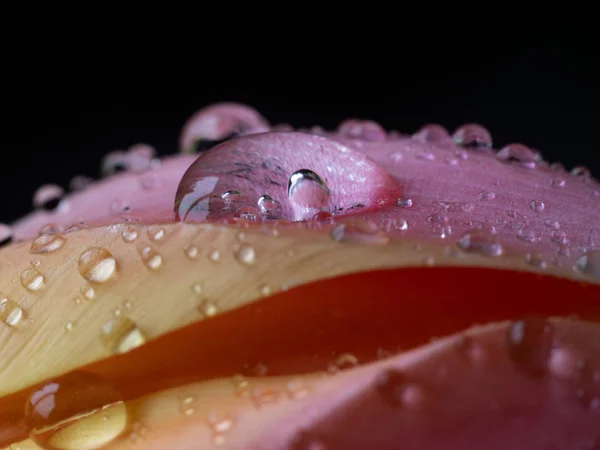 Gotas de água tulipa vermelha — Fotografia de Stock