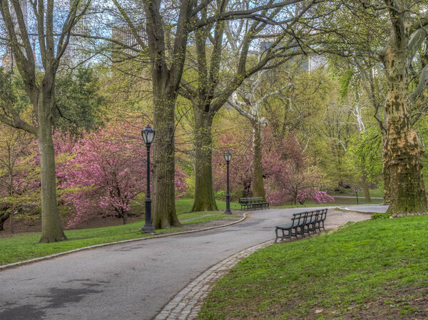Spring in Central Park, New York City with Japanese cherry trees in bloom