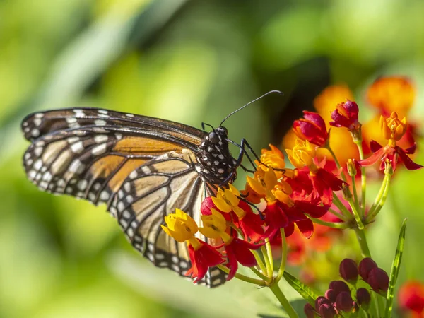 Kral kelebeği, danaus plexippus — Stok fotoğraf