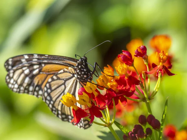 Borboleta monarca, plexipo de Danaus — Fotografia de Stock